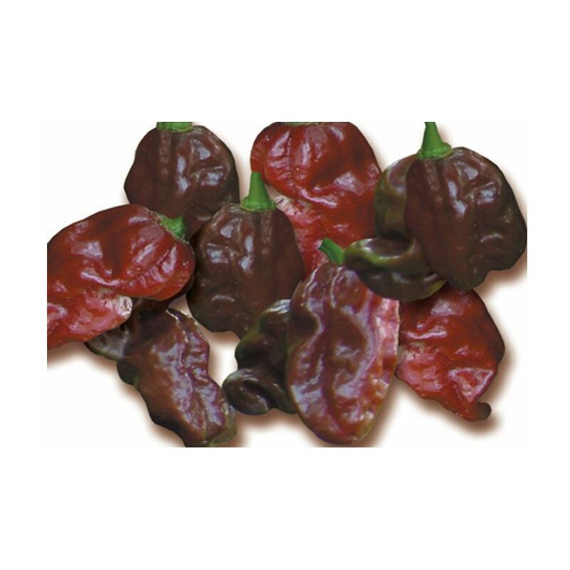 Ortomio - plante de chili au chocolat habanero (en pot ø 14CM)