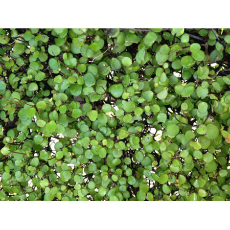 1 PIANTA MUEHLENBECKIA IN VASO DA 17CM, PIANTE DA ESTERNO, SEMPREVERDE