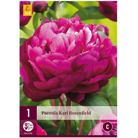 JUB 1 PIVOINE KARL ROSENFIELD