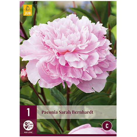 JUB 1 PIVOINE SARAH BERNHARDT