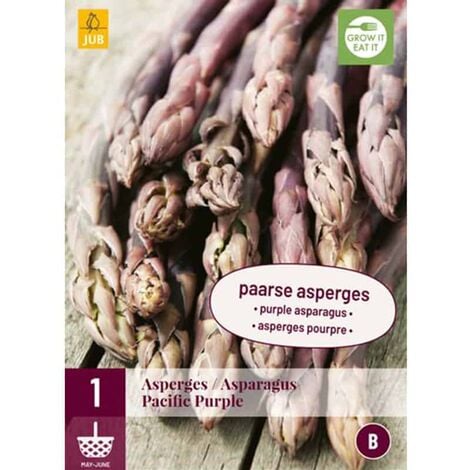 1 plant d'Asperge Pacific purple. . Marque : Jub. Réf. : 129070