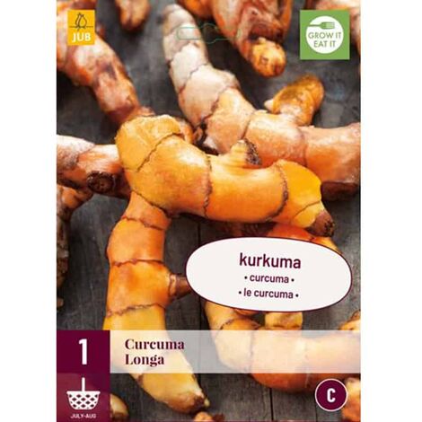 1 plant de Curcuma Longa. . Marque : Jub. Réf. : 129150