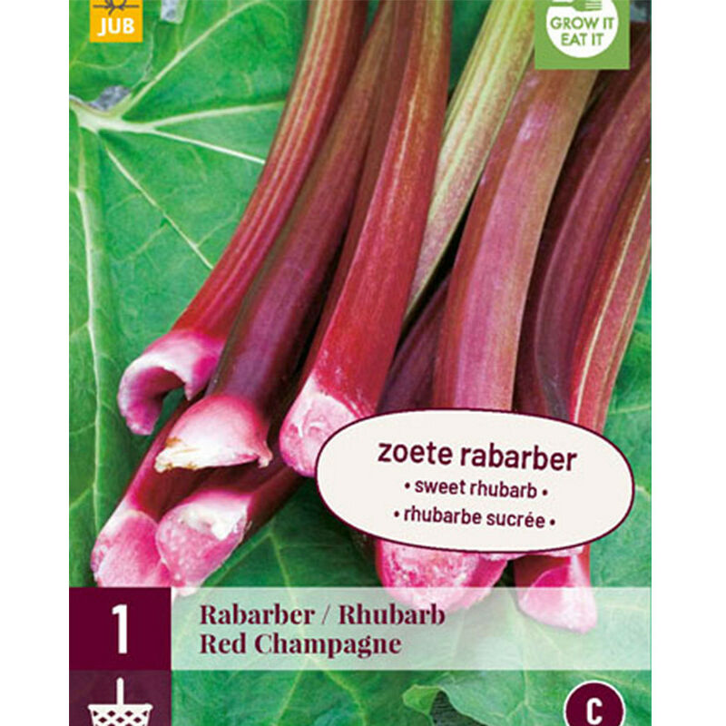 JUB - 1 plant de rhubarbe Red champagne