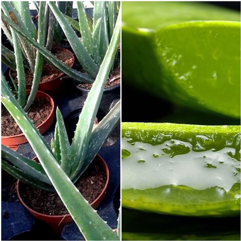 1 Planta ALOE Vera. Altura Planta 30 - 40 Cm