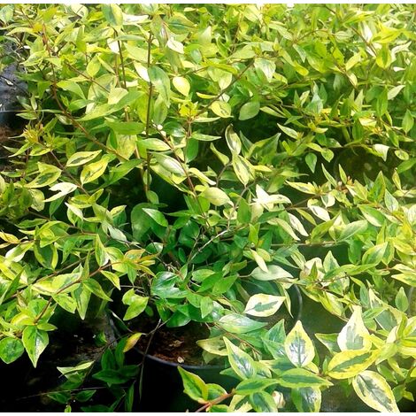 1 Planta de Abelia Amarilla. Abelia GOLD Sport. Altura 20 - 30 Cm