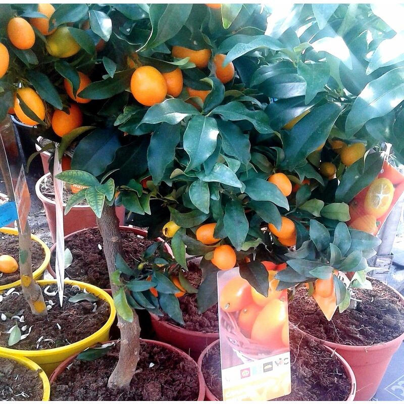 

Planta de Frutal Naranjo Enano, Kumquat, Fortunella. Altura Árbol 40 Cm