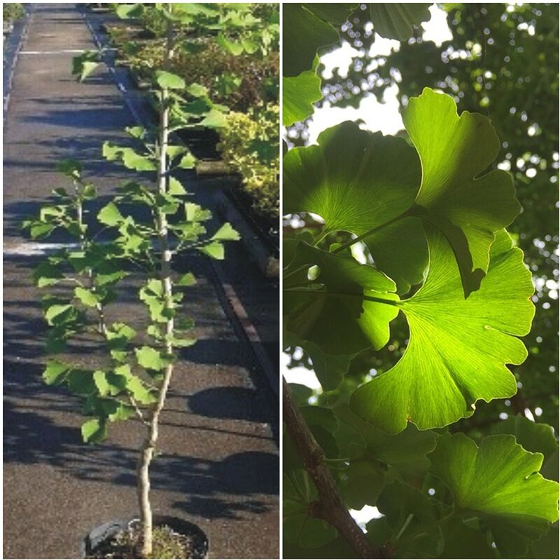 Planta de Ginkgo Biloba. Gingo. �rbol Sagrado, Arbol de las Pagodas. 120 Cm