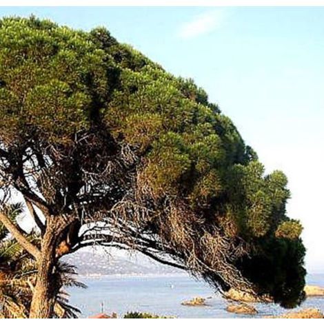 Cuándo plantar un árbol?