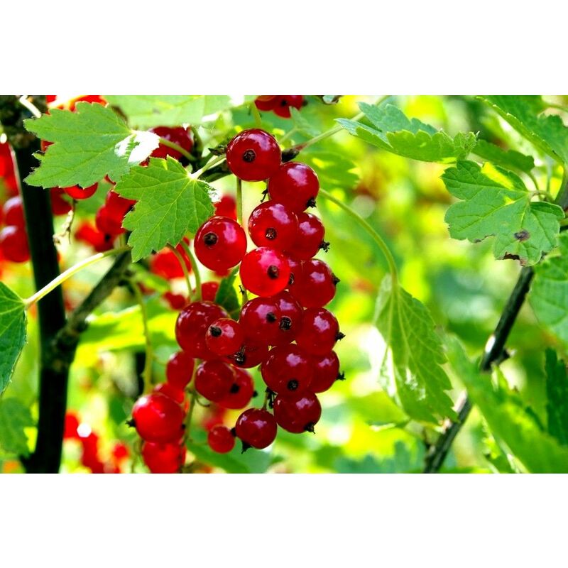 

Planta Frutos Silvestres Grosello Rojo, Ribes. Altura 30 - 40 Cm