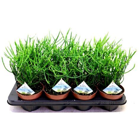 1 Planta Natural Euphorbia Tirucalli en Maceta M22