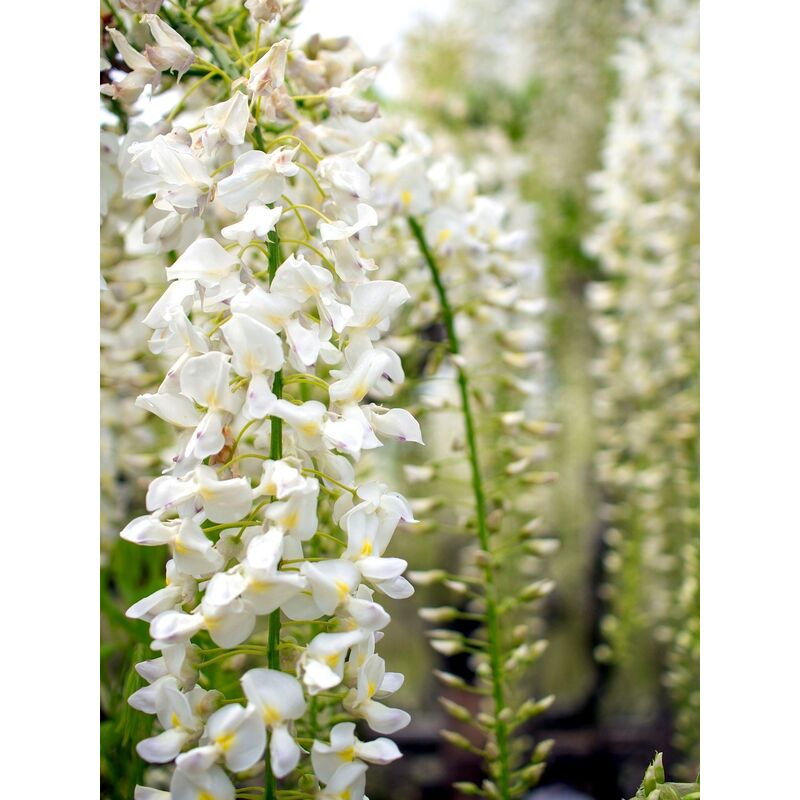 

Planta Trepadora. Glicinia Blanca, Wisteria Longisima Alba. 30/50 Cm