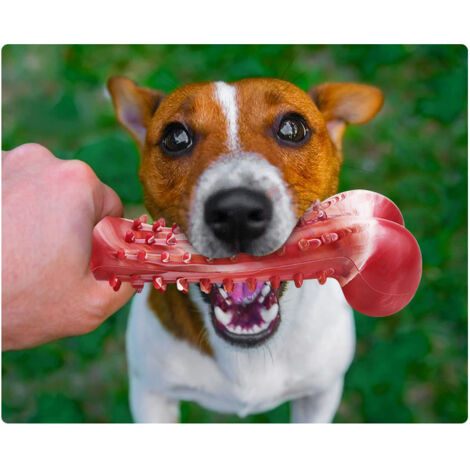 1 Stück Jouet pour Chien, Os Chien à Macher Brosse a Dent, Rési