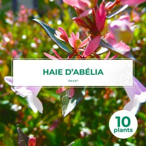 10 Abélia (Abélia Grandiflora) - Haie de Abélia -