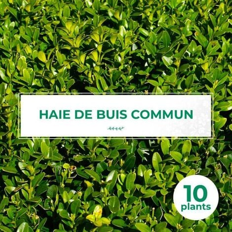 10 Buis Commun (Buxus Sempervirens) - Haie de Buis Commun -
