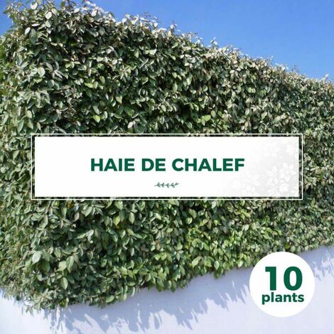 10 Chalef (Eleagnus Ebbingei) - Haie de Chalef -
