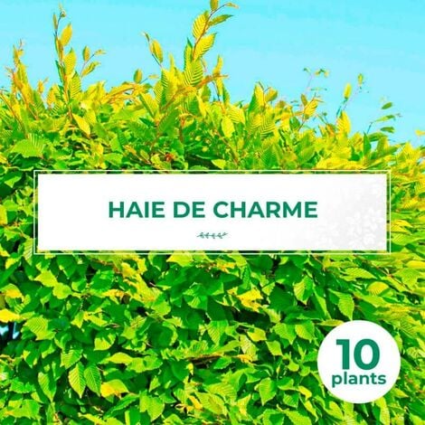 10 Charme Commun (Carpinus Betulus) - Haie de Charmille -