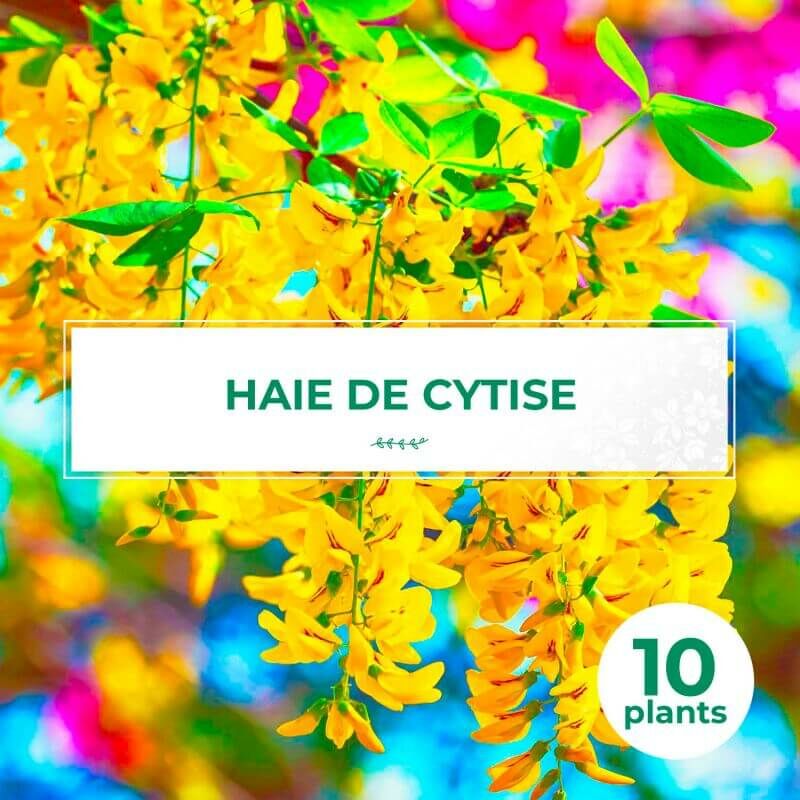 10 Cytise Commun (Laburnum Anagyroides) - Haie de Cytise -