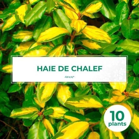 10 Elaeagnus (Elaeagnus ebbingei) - Haie de Elaeagnus