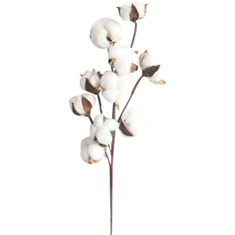 10 fleurs de coton séchées, branches de kapok, fleurs éternelles séchées, accessoires de décoration de bouquet de bricolage en coton séché à la main, blanc