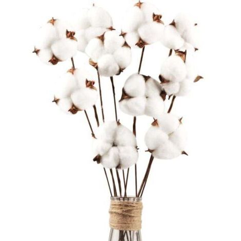 10 Fleurs de Coton Séchées Naturelles Tiges Décoratives pour Composition Florale Maison Balcon Table