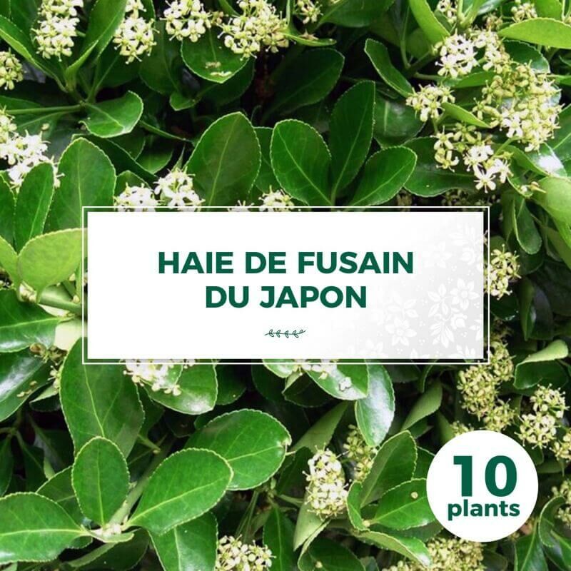 10 Fusain du Japon (Euonymus Japonicus) - Haie Fusain du Japon -