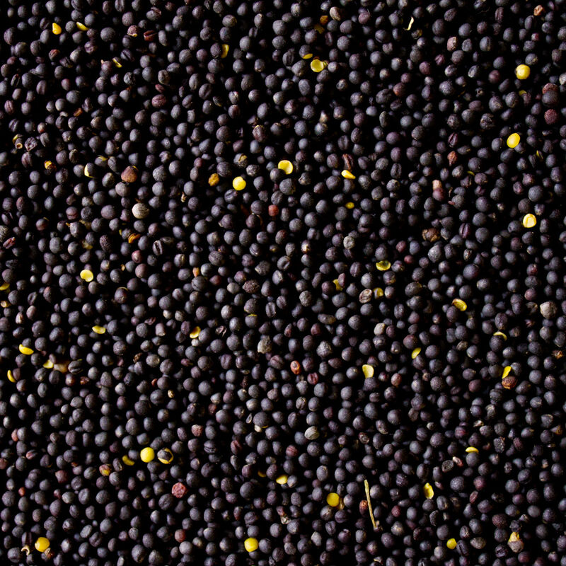 Petigi - 10 kg Graines de Colza en Vrac Noir Purifié Oreiller Chauffant Production d'huile dml