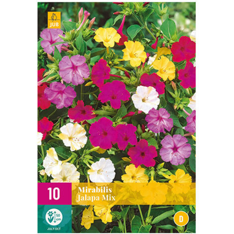 10 MIRABILIS JALAPA. . Marque : Jub. Réf. : 133050