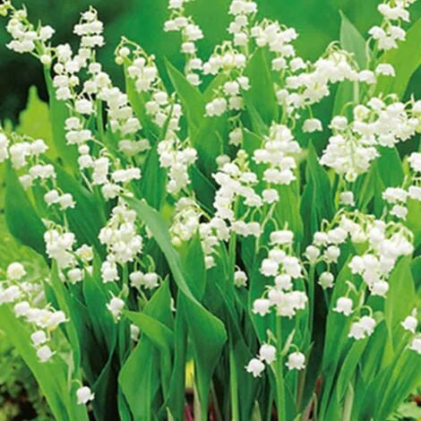 JUB 10 MUGUETS CONVALLARIA MAJALIS