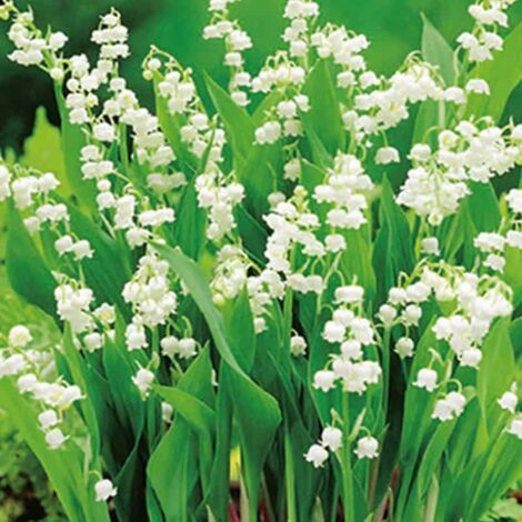 10 MUGUETS CONVALLARIA MAJALIS. . Marque : Jub. Réf. : 133255