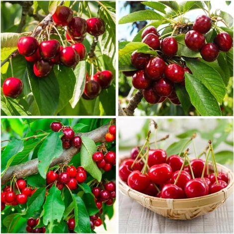 10 pcs Cherry seeds pack – fruit garden seed set