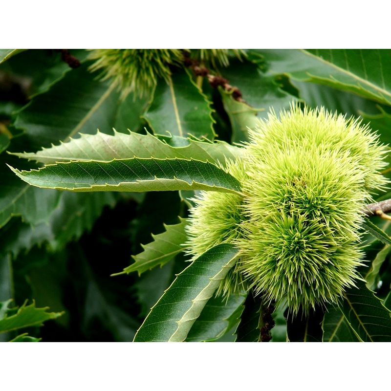 10 Plantas. Castaño de Fruto Castaña, Castiñeiro, Castanea Sativa - 3147204