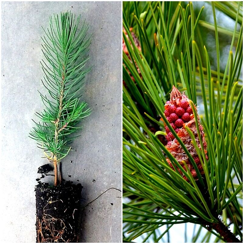 

10 Plantas de Pinus Pinaster. Pino Marítimo