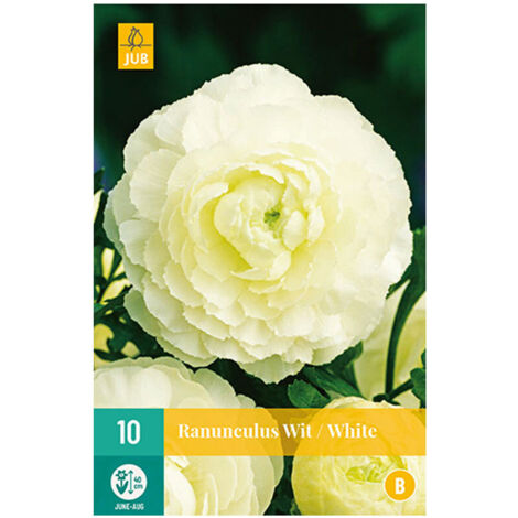 10 RENONCULES BLANCS ECLATANT Blanc