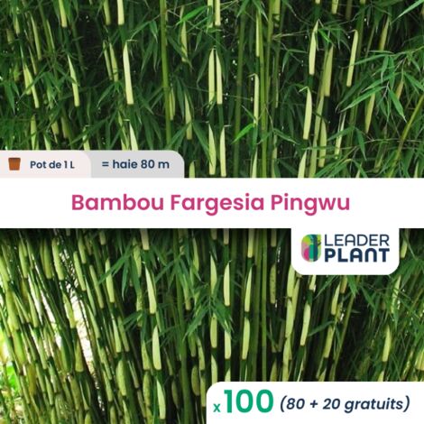 100 Bambou Fargesia Pingwu en pot de 1 Litre
