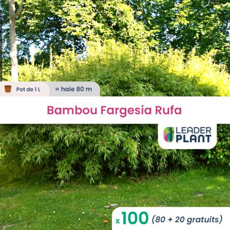 100 Bambou Fargesia Rufa en pot de 1 Litre
