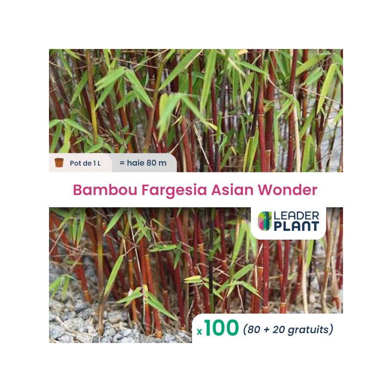 Leaderplantcom - 100 Bambou Fargesia Asian Wonder pot 1 Litre