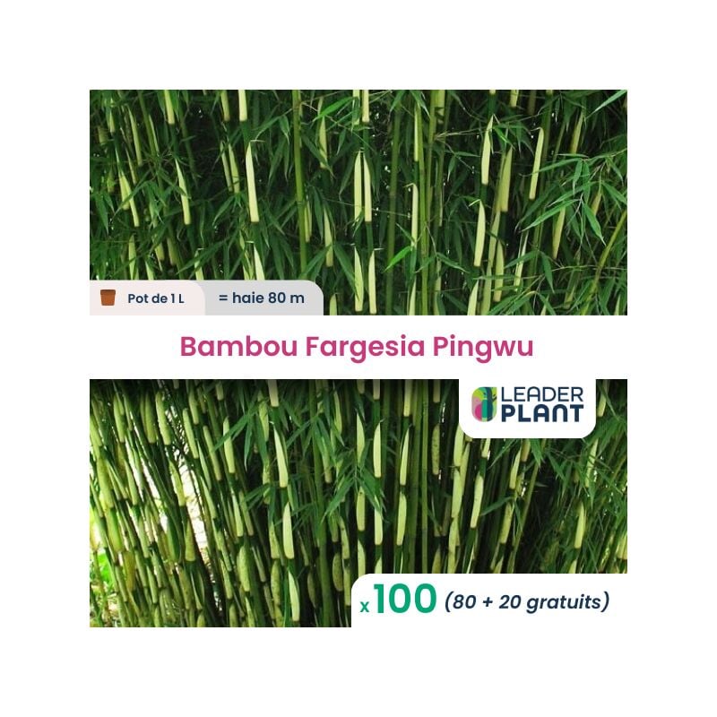 100 Bambou Fargesia Pingwu en pot de 1 Litre