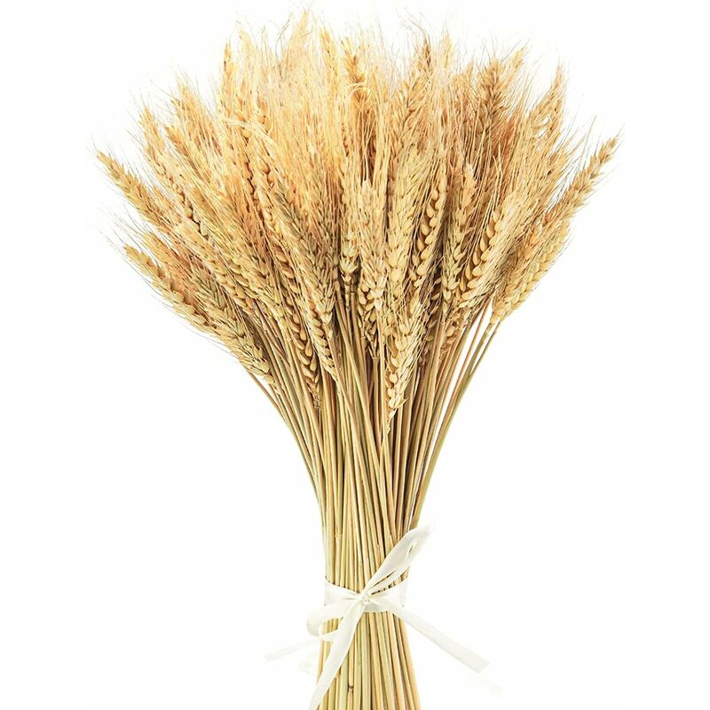 100 Bouquet de fleurs de blé séchées naturelles Décoration de mariage Bouquet de fleurs séchées pour cheminée Table de cuisine Couronne de Noël