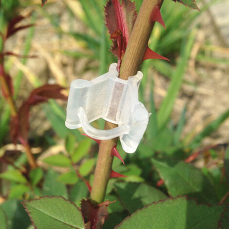 100 clips de greffage pour plantes, clips de greffage pour tomates et légumes, fixation de tiges
