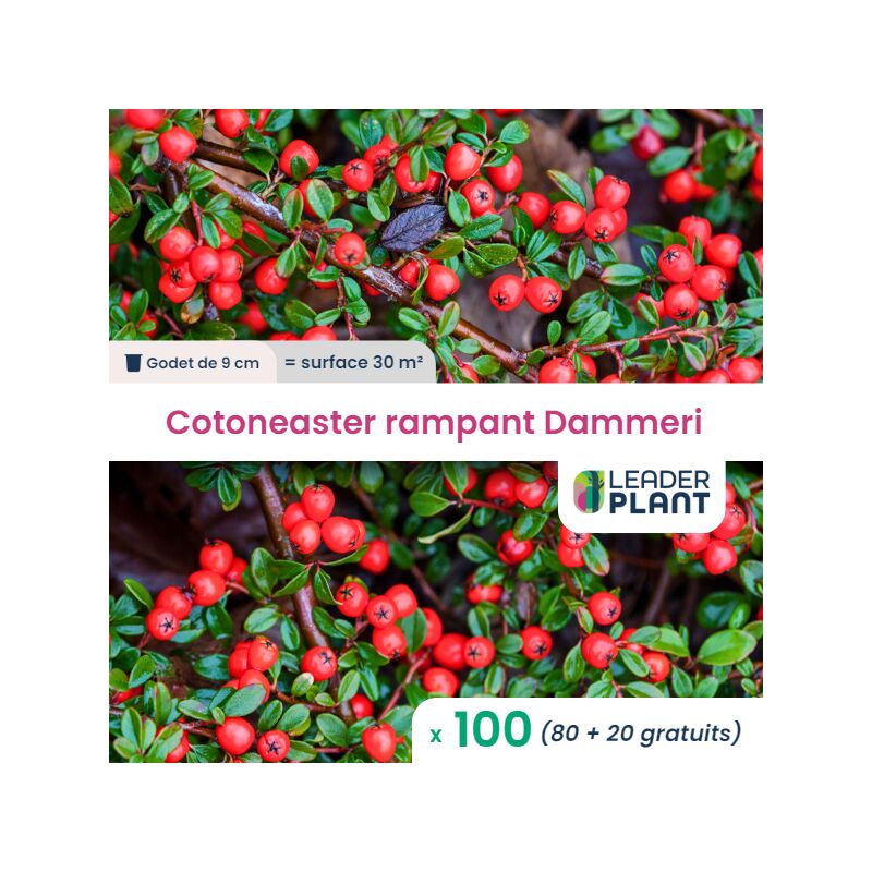 100 x Cotoneaster rampant dammeri en godet