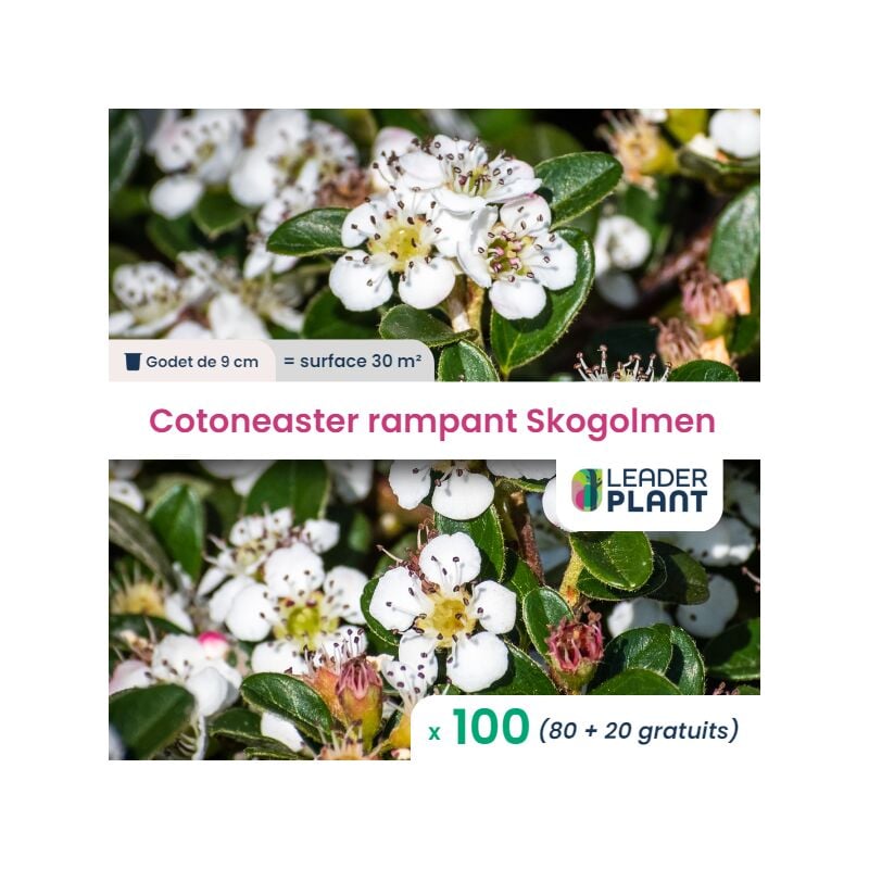 100 x Cotoneaster rampant Skogolmen en godet