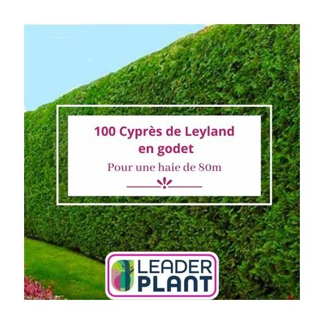 100 Cyprès de Leyland en Godet