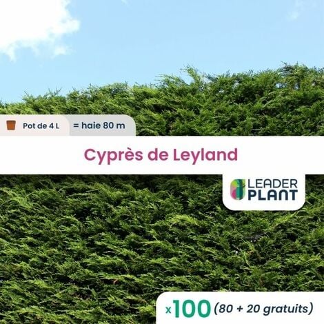 100 Cyprès de Leyland en pot de 4 Litres