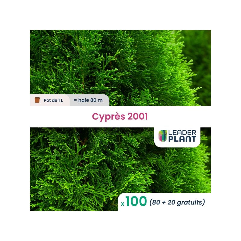 Leaderplantcom - 100 Cyprès de Leyland en pot de 1 Litre