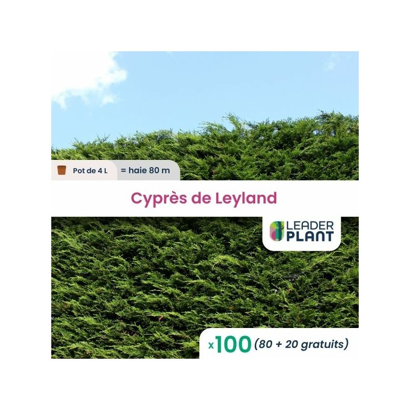 100 Cyprès de Leyland en pot de 4 Litres