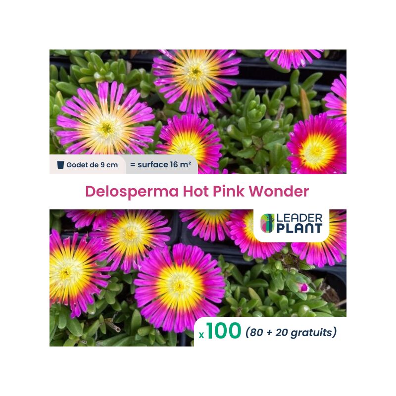 100 x Delosperma Hot Pink Wonder en godet