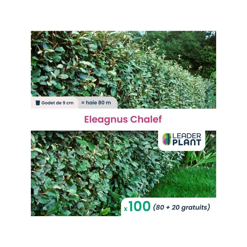 100 x Eleagnus ebbingei Chalef en godet