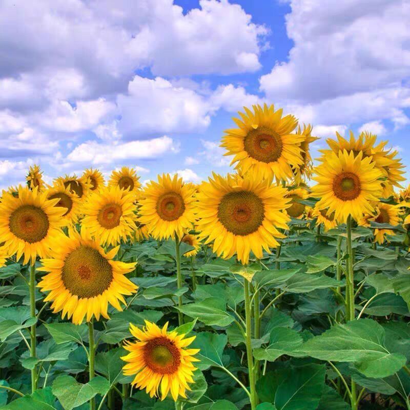 500 graines de tournesol, graines de tournesol, tournesol nain, semis et floraison quatre saisons,convient aux jardins,potagers et balcons extérieurs