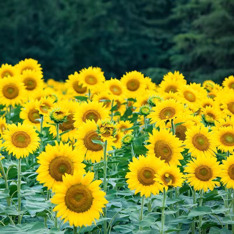 1000 graines de tournesol Tournesol nain Facile à planter Semis saisonniers Convient jardins de fleurs, aux potagers et aux balcons extérieurs
