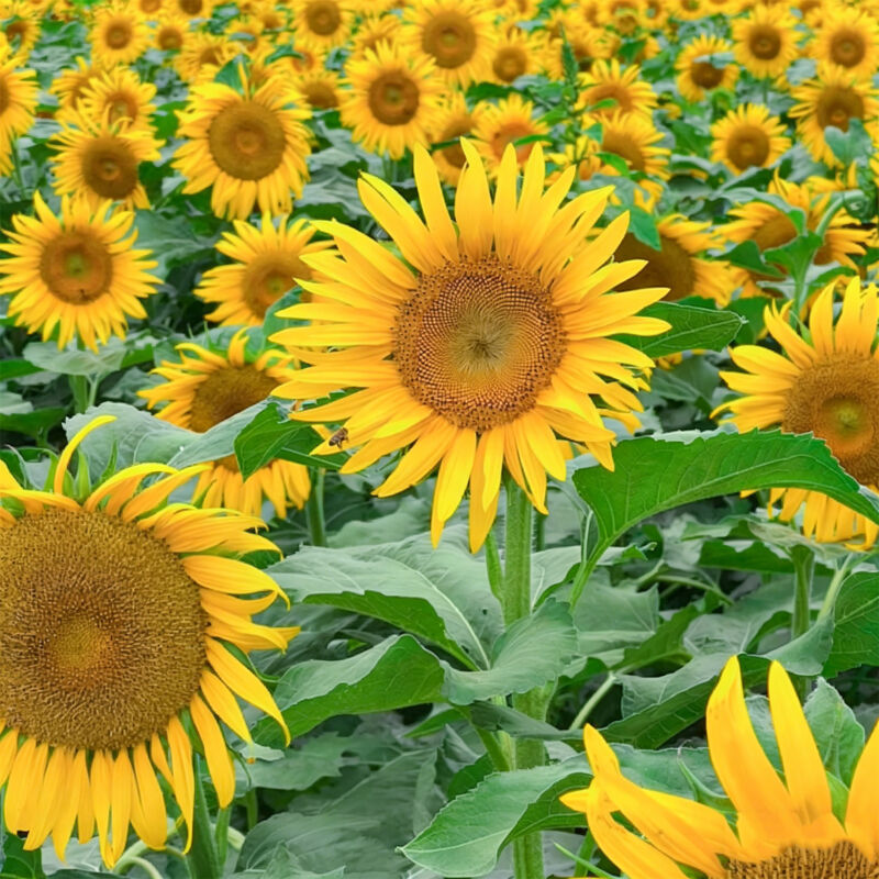 100 graines de tournesol, tournesol jaune nain, graines de fleurs de jardin, tournesols attractifs pour les abeilles